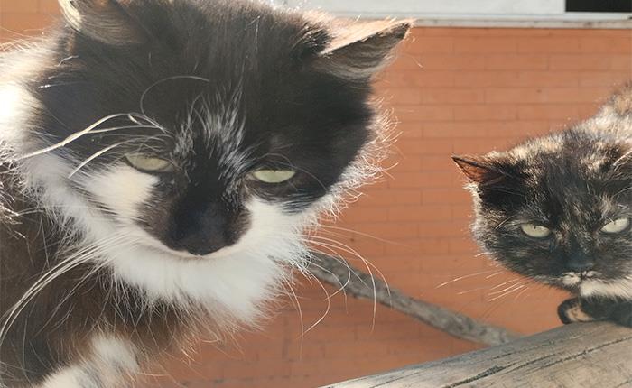 Assembleia Municipal aprova regulamento para criação de colónias de gatos em Cantanhede