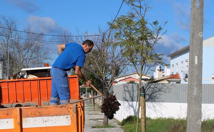 INOVA-EM planta 60 jacarandás em rua de Cantanhede