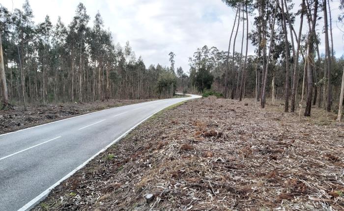 Município de Cantanhede disponibiliza 10 mil plantas autóctones gratuitas
