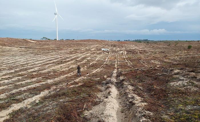 Garantido financiamento para a 2.ª fase da reflorestação do baldio da freguesia da Tocha