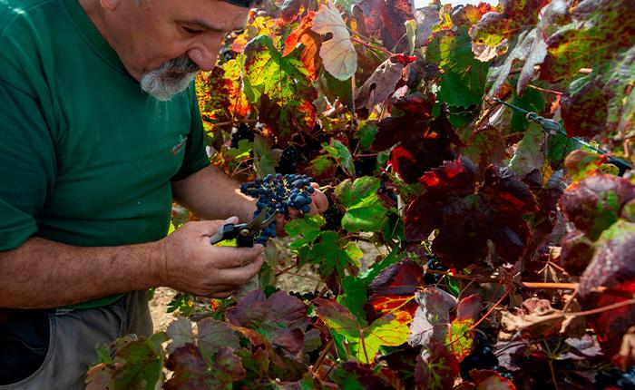 Seminário sobre o futuro da Vitivinicultura na Bairrada decorre em Cantanhede