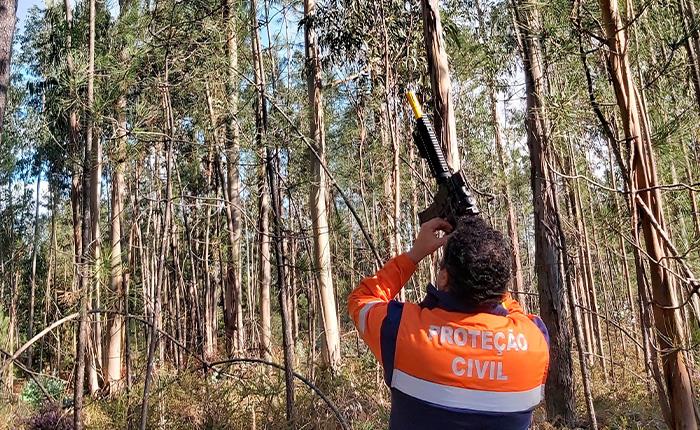 Município de Cantanhede destruiu 793 ninhos de vespa asiática em 2025 e 163 no primeiro semestre de 2026