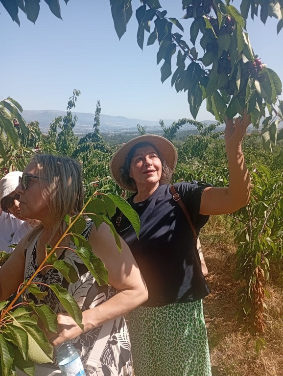 ES Rota da Cereja 4
